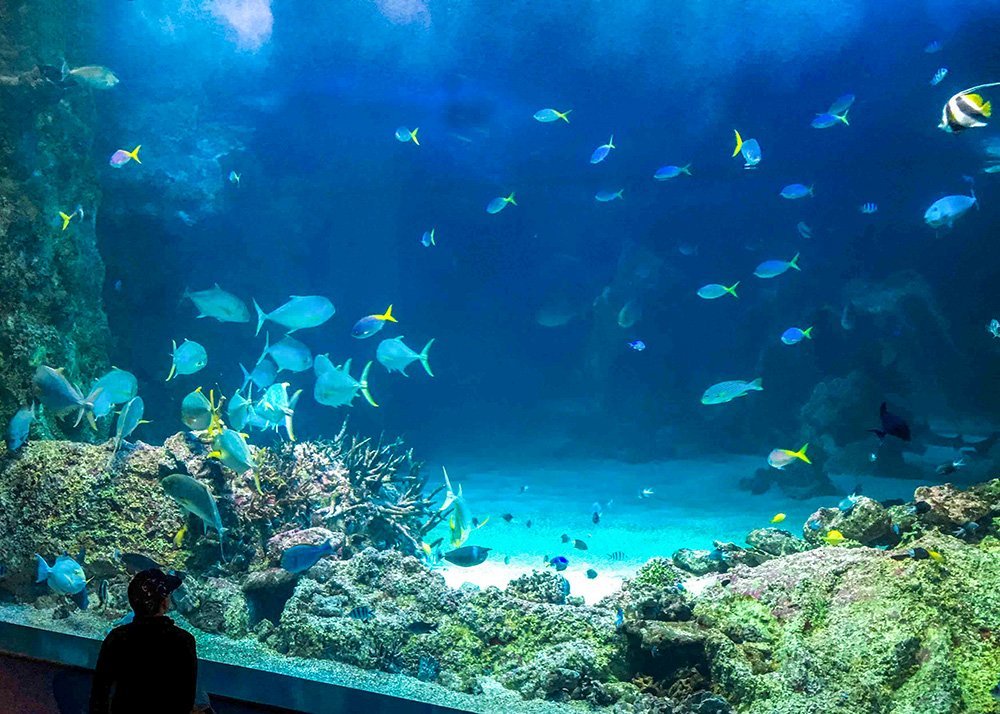 Large aquarium tank at SEA LIFE Sydney with a variety of colorful fish swimming among coral reefs, viewed by a silhouette of a child.