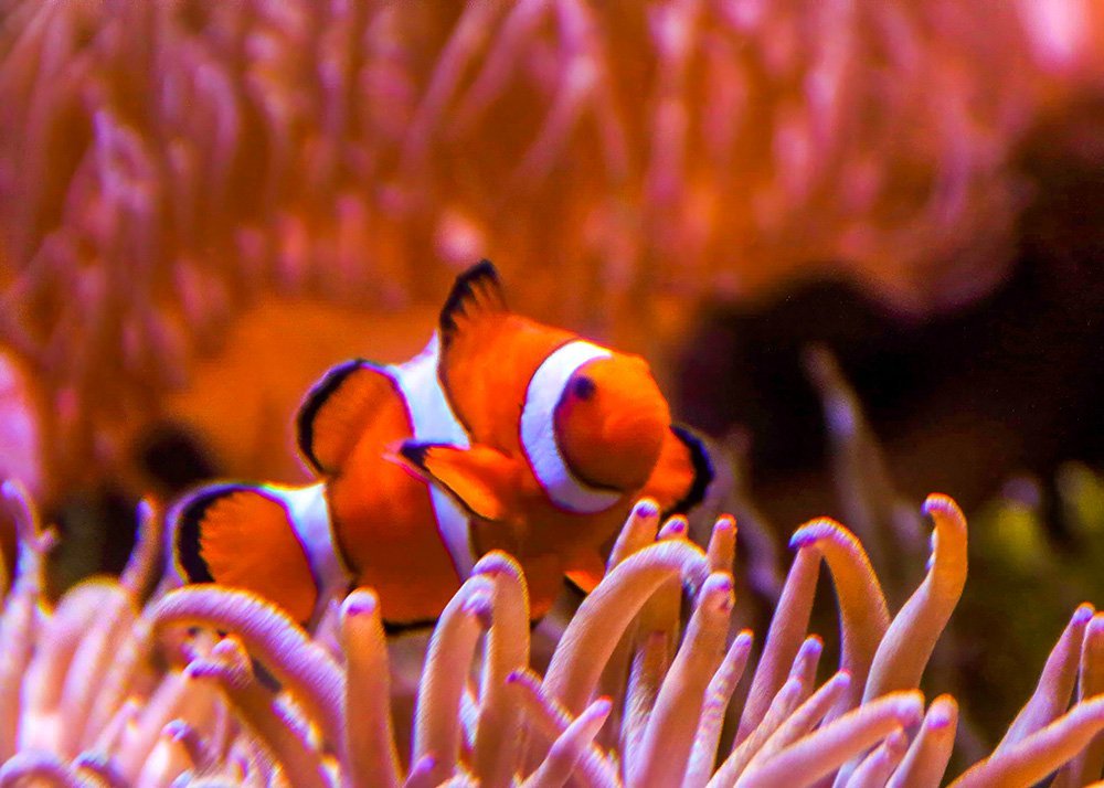 Close-up of a clownfish swimming among anemones in an aquarium, with vibrant orange, white, and black coloring against a backdrop of coral.