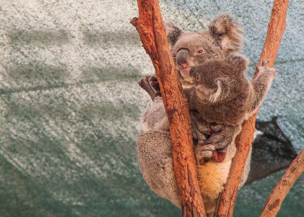 Two koalas cuddling in a tree at a zoo, with one koala holding onto the other on a branch.
