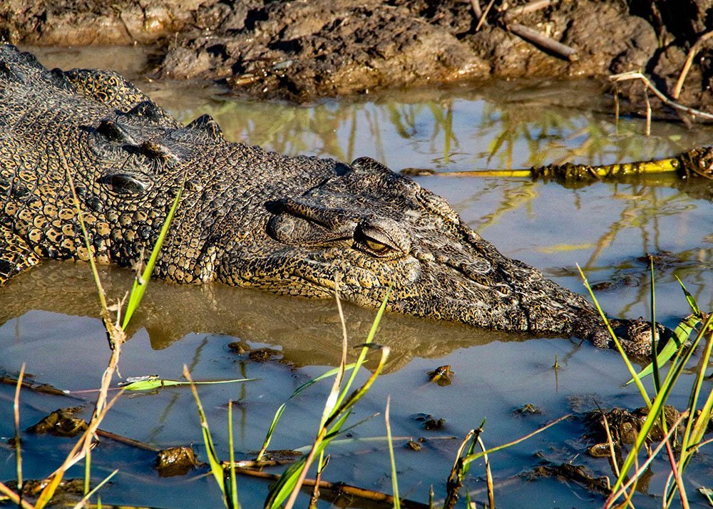 A close-up of a crocodile partially submerged in muddy water, showing its textured scales and eyes.