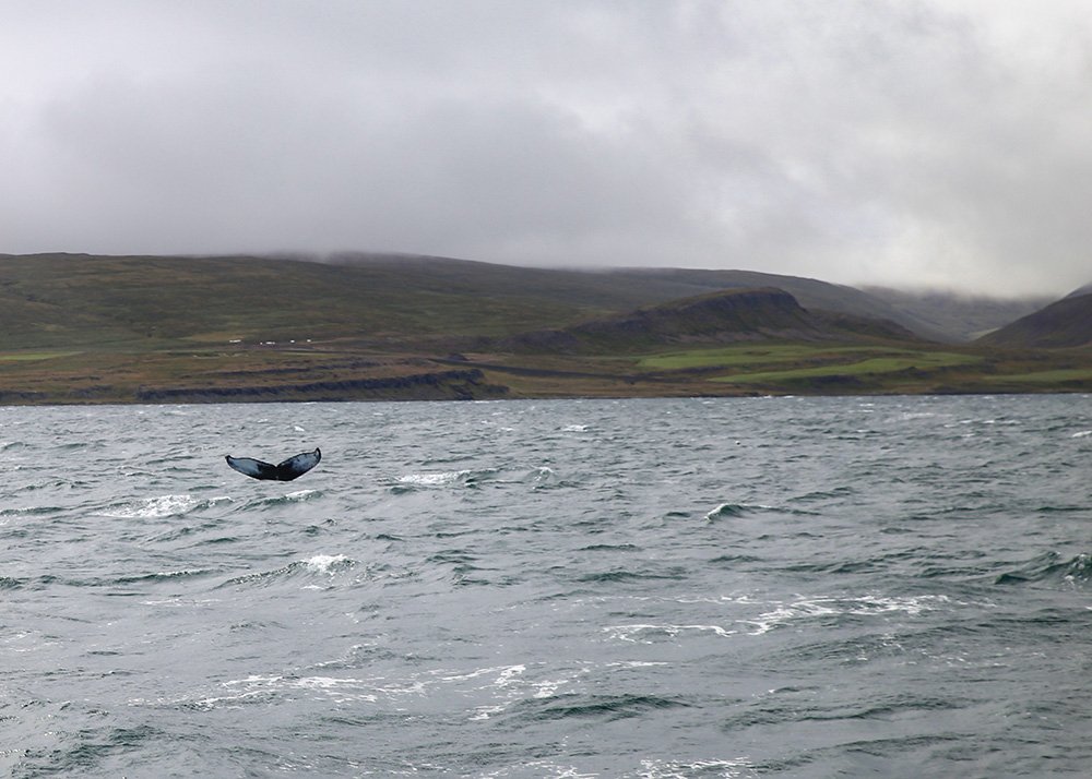 The tale of a whale is surfacing in the ocean, with a distant view of coastal hills under a cloudy sky.