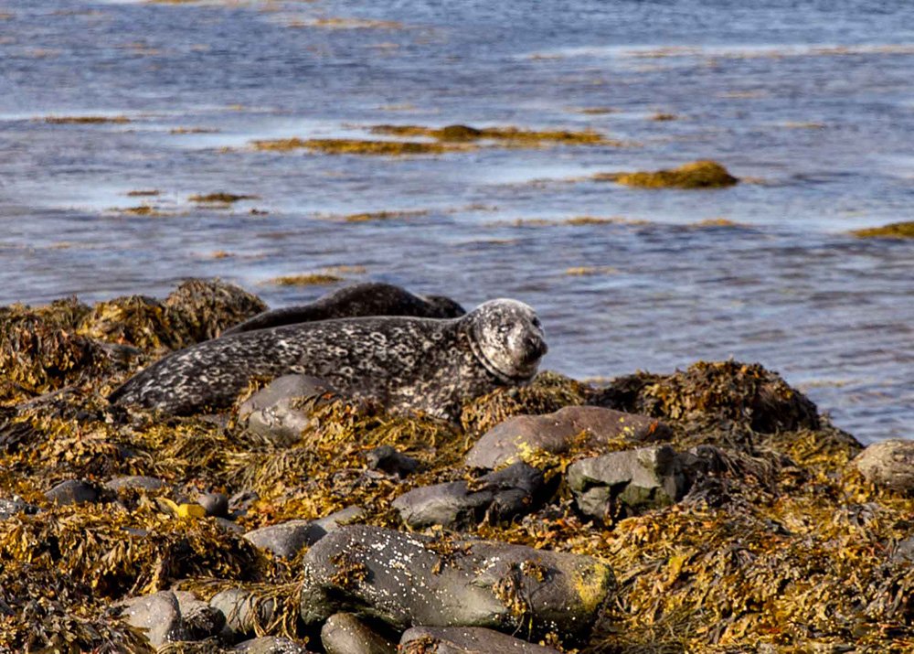 Seals resting on a rocky, seaweed-covered shore by the water, with one seal looking directly at the camera.