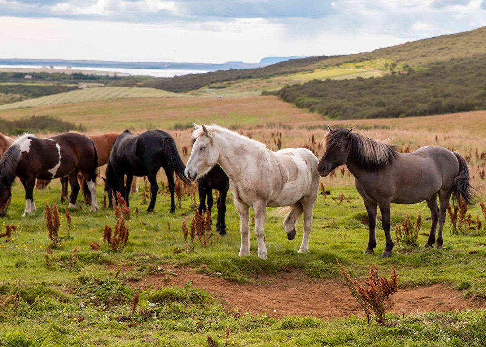 A group of Icelandic horses grazing in a field with rolling hills and a distant body of water. The horses are in various colors, including white, black, and brown, peacefully standing and grazing.
