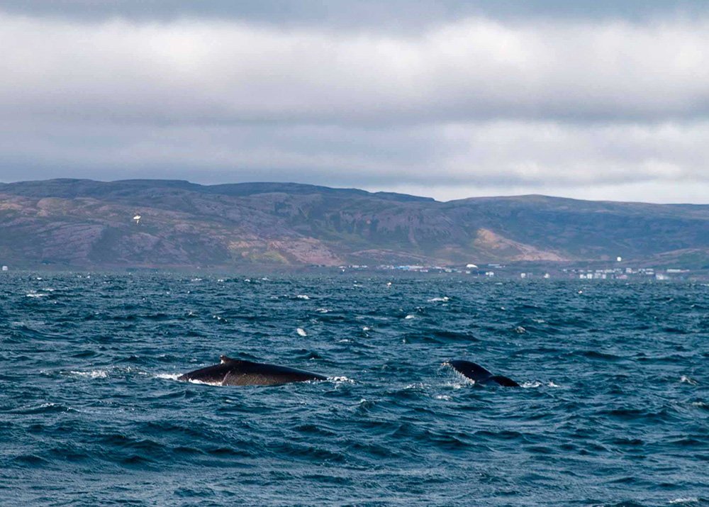 2 whales are visible partially above the surface near Reykjavik