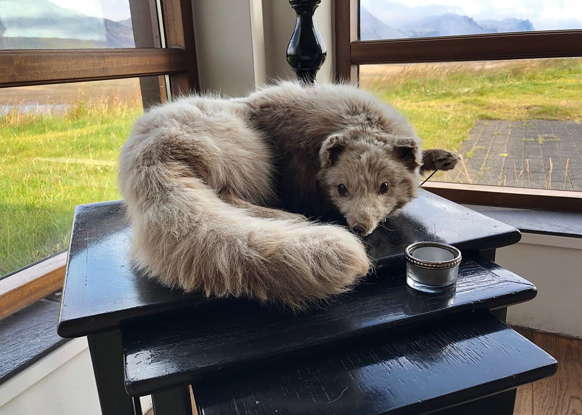 A plush taxidermy Arctic fox curled up on a black wooden table at Hotel Búðir in West Iceland, positioned by a window with scenic views of grassy fields and distant mountains, adding a unique rustic charm to the lodge’s interior.