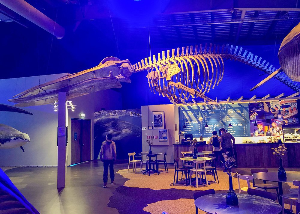 The interior of the Whales of Iceland exhibition, featuring hanging whale skeletons and a cafe in the background.
