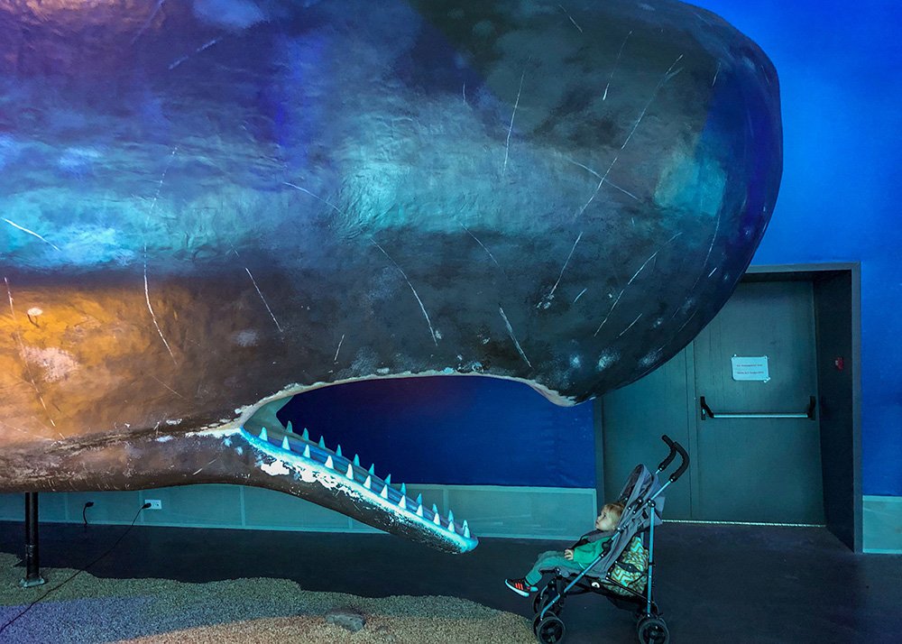 A large model of a whale's head, with a young child in a stroller positioned near the whale's open mouth to show the difference in size.