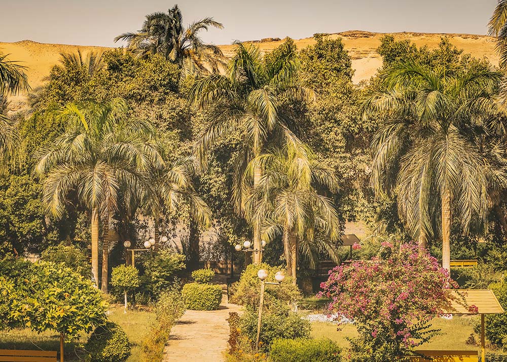 Lush green trees stand in the Botanical Garden in Aswan. The dust of the desert sand is provides a haze