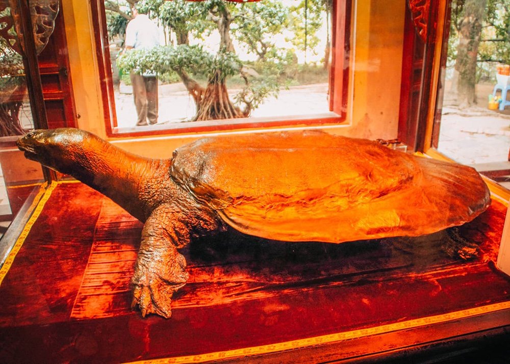 Embalmed turtle inside the Ngoc Son Temple in Hanoi - Vietnam: A plastinated turtle on display inside the Ngoc Son Temple.