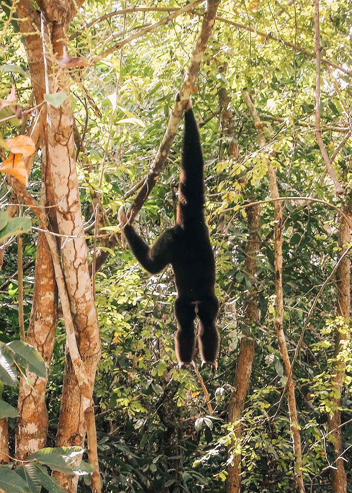 A black gibbon hangs from a tree branch in the forest of Phnom Tamao Wildlife Rescue Center, Cambodia. The dense green foliage provides a natural habitat for this agile primate on a sunny day.