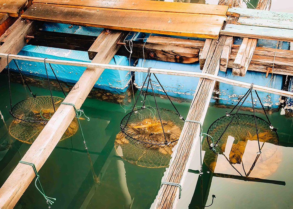 Fish cages in a floating village in Halong Bay: Fish cages submerged in the water, part of a floating village's aquaculture setup in Halong Bay.
