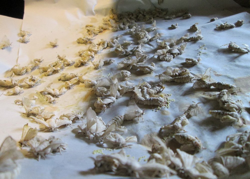 A collection of white silk moth cocoons laid out on paper at a silk farm near Siem Reap