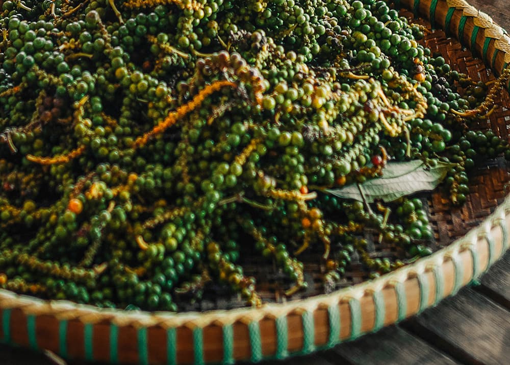 A close-up of freshly harvested green peppercorns in Kampot, Cambodia. The peppercorns are spread out on a woven tray, showcasing one of Cambodia’s renowned agricultural products.