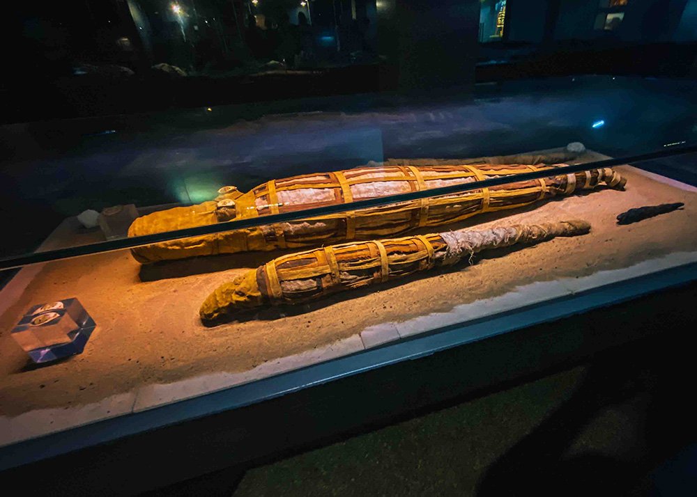 Display of mummified crocodiles in a museum exhibit in Kom Ombo, encased in a glass display under dim lighting.