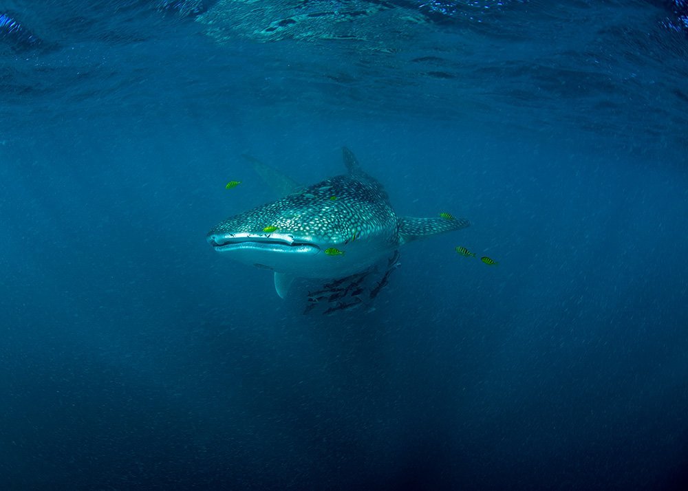 A whale shark swimming underwater, accompanied by small yellow fish, with a deep blue ocean background.