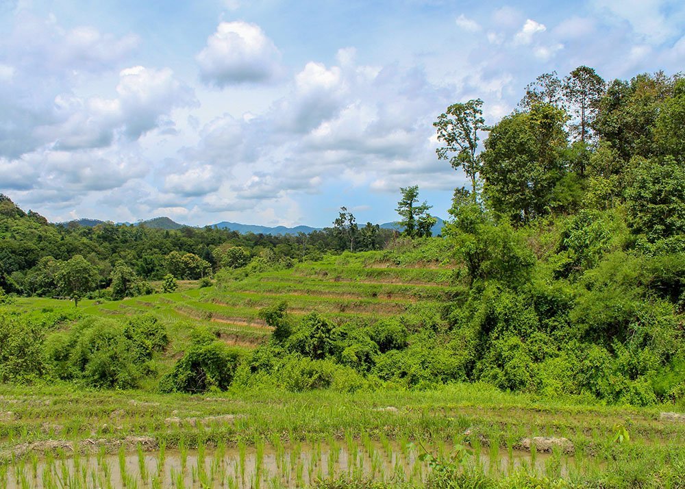 A scenic view of lush green terraced fields surrounded by dense forests under a partly cloudy sky. The layers of the terraces create a beautiful pattern in the landscape.