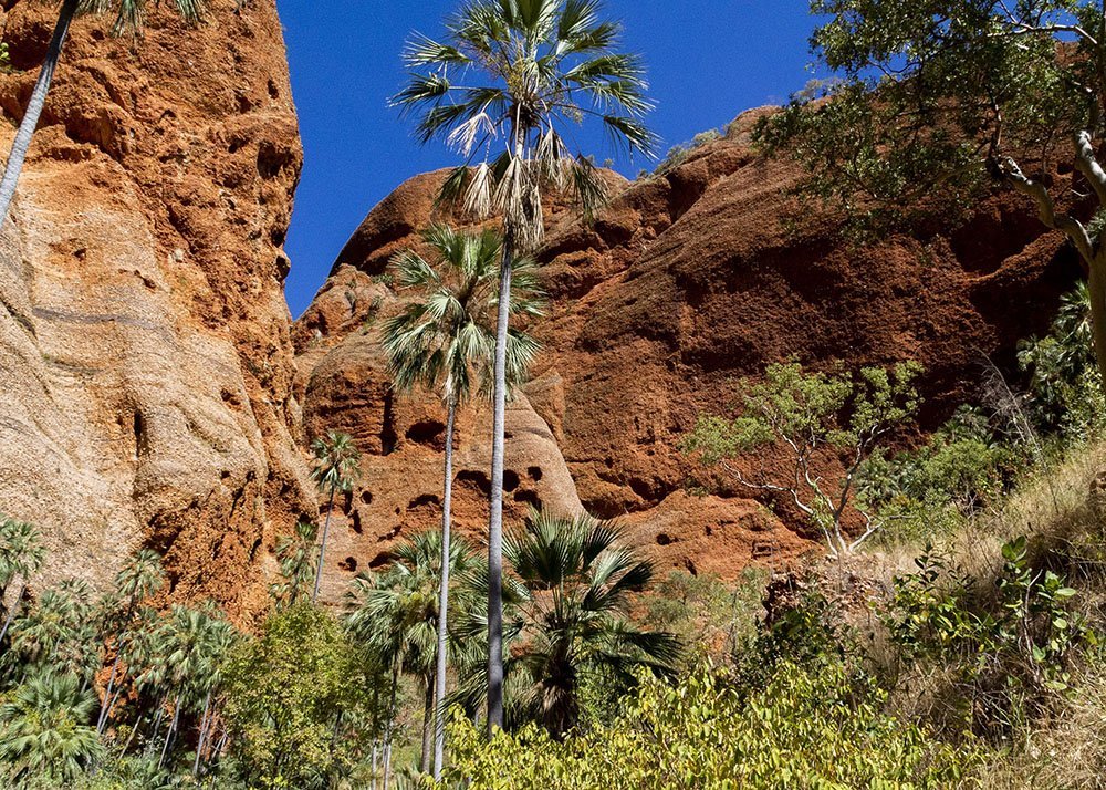 Tall palm trees and dense vegetation growing at the base of red rock cliffs, under a bright blue sky.