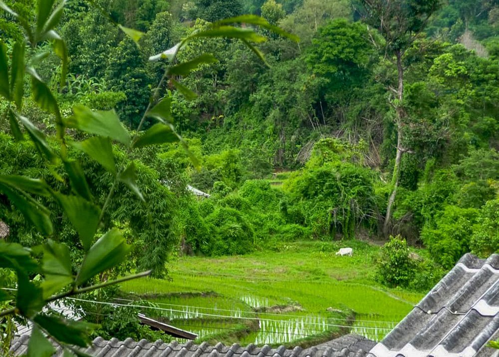 A scenic view of a lush green valley, partially obscured by trees and plants, with a tiled roof in the foreground and a single white cow enjoying the green in the fields.