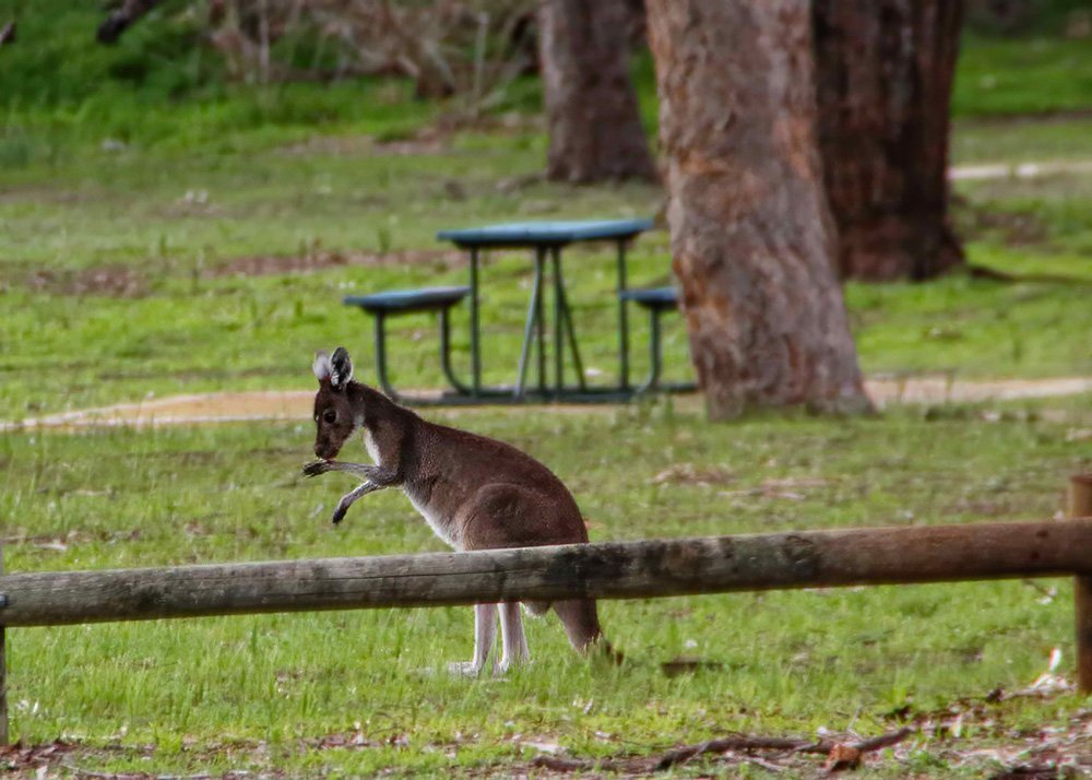 Kangaroo at Henry White Oval Campground in Yanchep National Park, Western Australia.