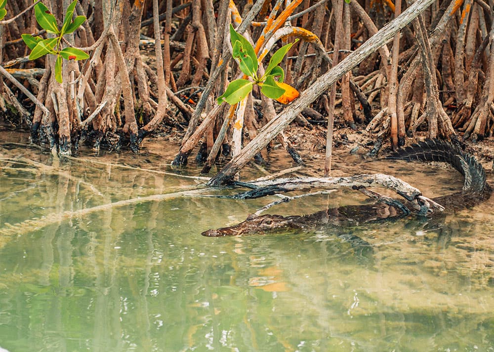 An alligator partially submerged in the water among the mangroves in Sian Ka'an Biosphere Reserve, Mexico. The clear water and dense mangrove roots create a natural habitat for wildlife.
