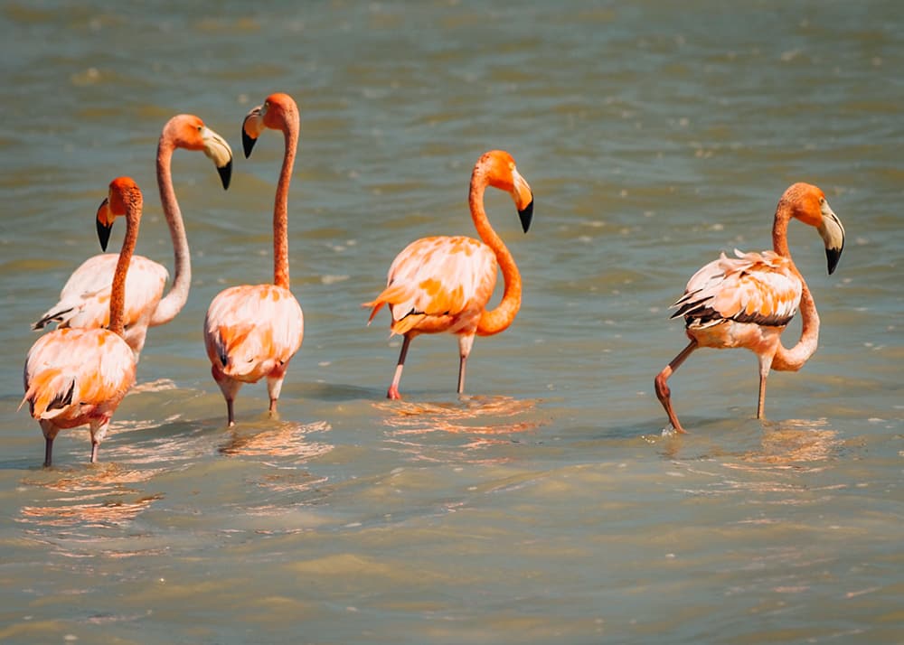 A group of flamingos wades in the shallow waters of Rio Lagartos, Mexico, under a clear blue sky. The bright pink feathers of the flamingos stand out against the calm water, creating a picturesque wildlife scene.