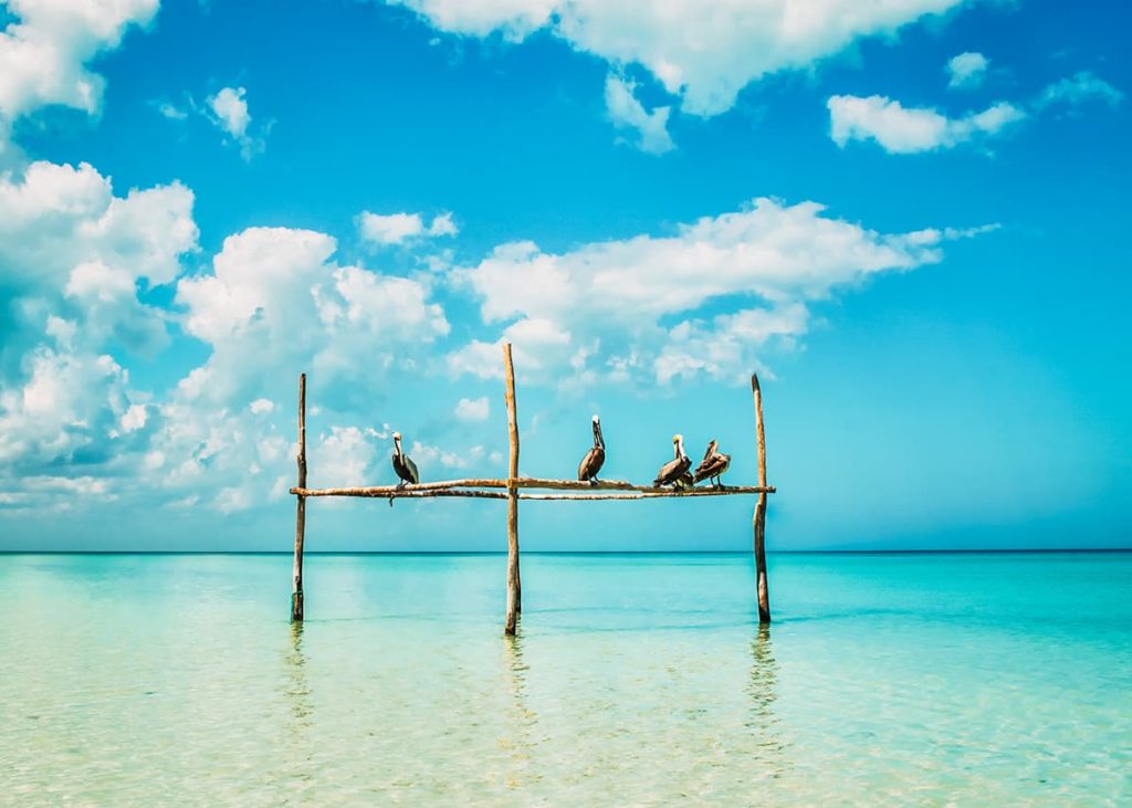 Pelicans perched on a wooden structure in the turquoise waters of Isla Holbox, Mexico, with a stunning blue sky and scattered clouds. The serene setting highlights the natural beauty of the island.
