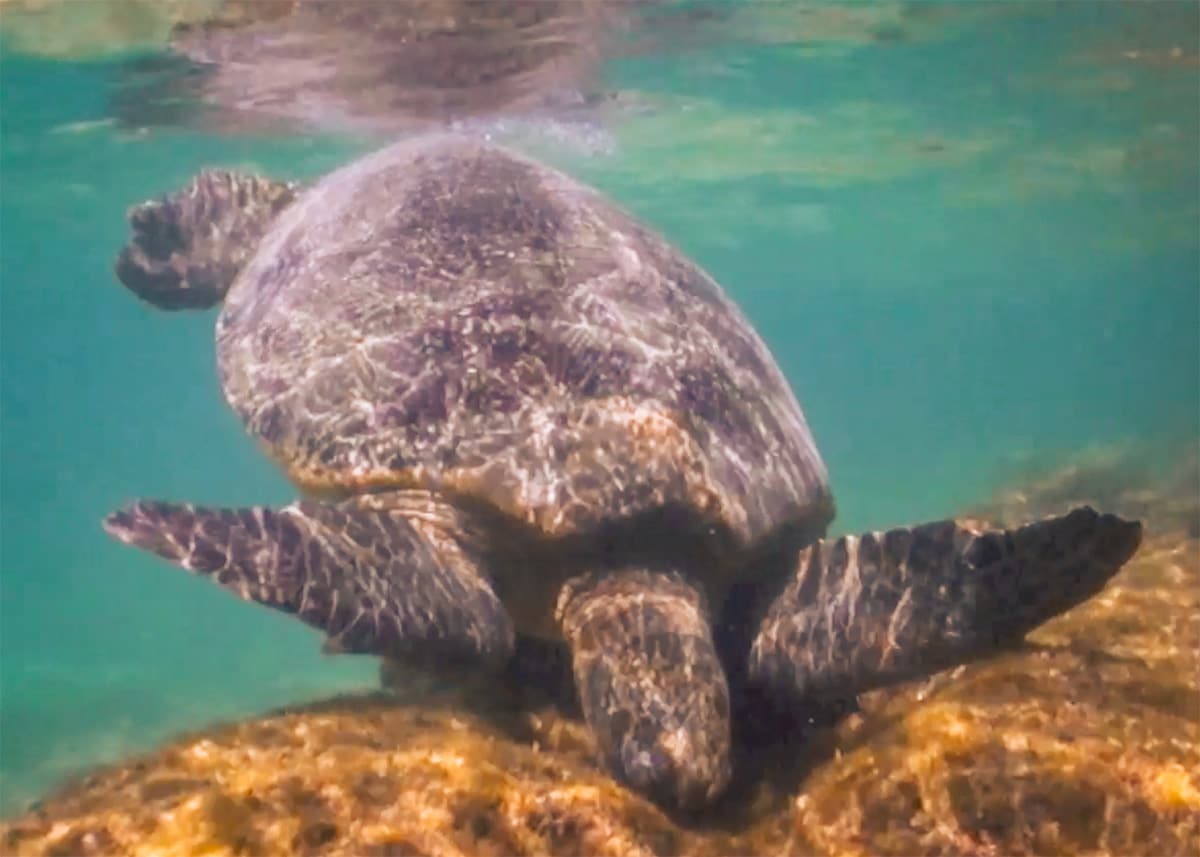 A sea turtle is seen underneath the sea just off the coast of Akumal