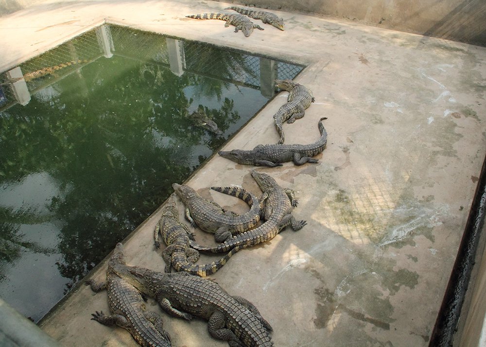 a dozen crocs in a small enclosure on a crocodile farm in the Mekong Delta. In the middle a small pond with dirty water with 2 crocs in it.