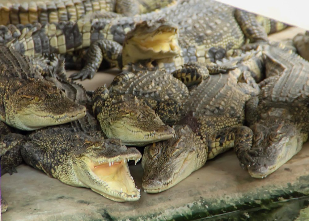 adult crocodiles are held captive in a small enclosure on a crocodile farm in the Mekong Delta. They have so little space that they lay on top of one another. Some have their mouths open to avoid overheating.