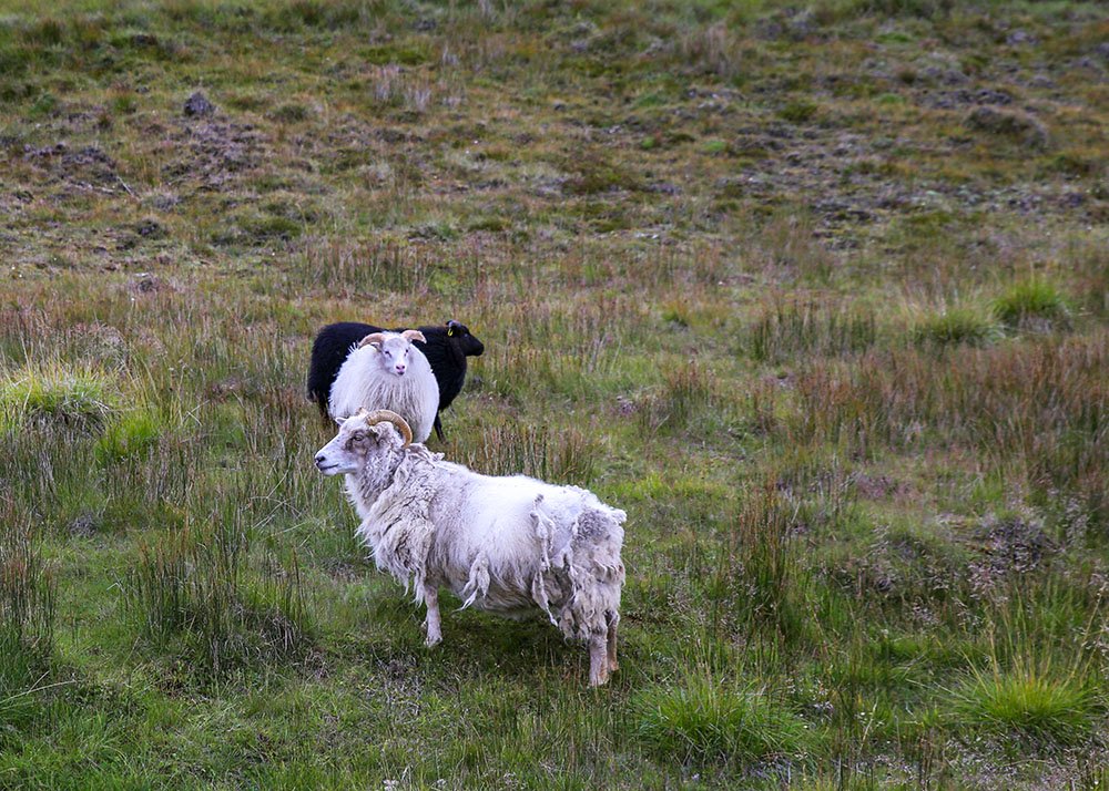 2 white and 1 black sheep are standing in a green field in Iceland