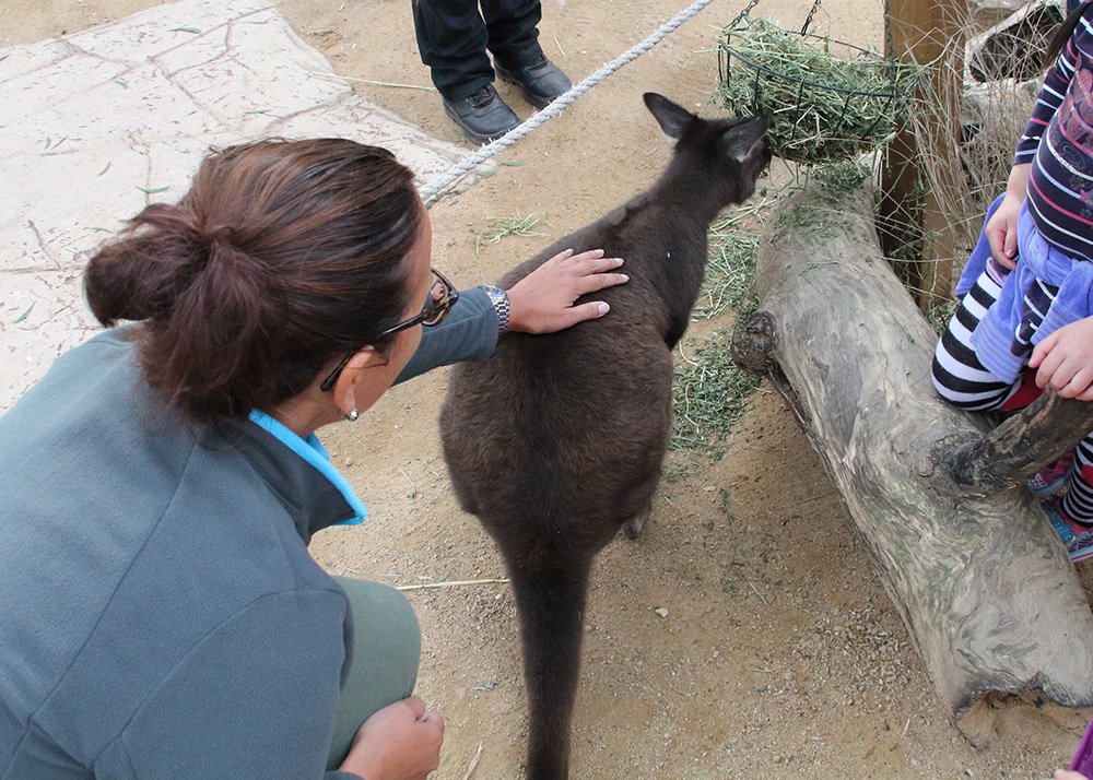 A woman is stroking a wallaby in the Wildlife Zoo in Sydney.