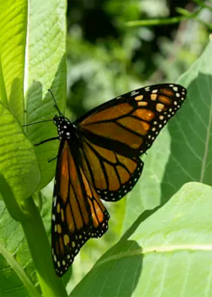A close-up of a monarch butterfly resting on a bright green leaf in a garden in Siem Reap. The butterfly’s vibrant orange and black wings are highlighted against the lush foliage.