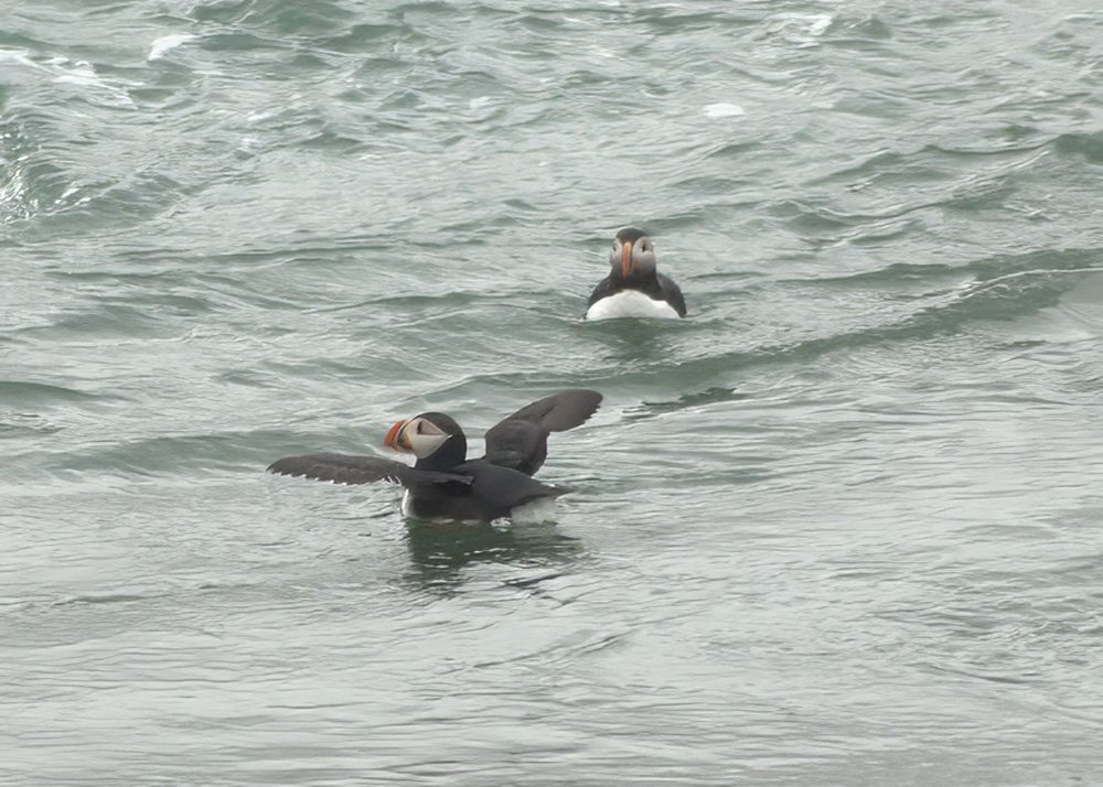 Two puffins float serenely on the surface of the water near the coast of Reykjavik, Iceland. One of them spreads its wings. The iconic seabirds, known for their colorful beaks and black-and-white feathers, enjoy the chilly waters on a cloudy day.