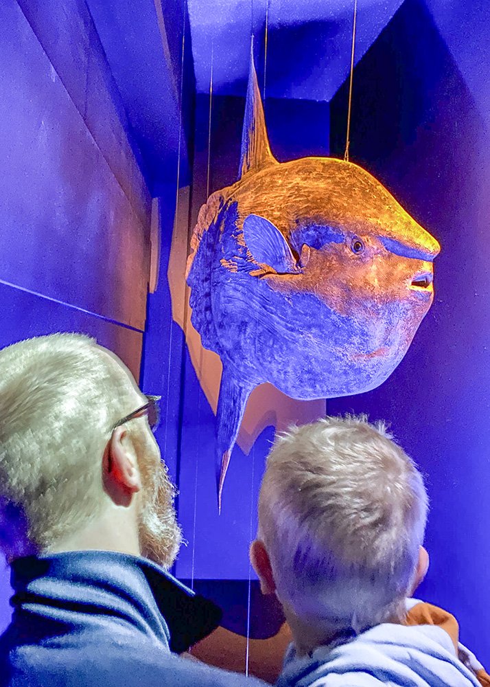 A father and his young son gaze up at a large sunfish suspended in a dark, blue-lit exhibit inside Reykjavik’s maritime museum. The father holds his son close as they take in the impressive fish display, creating a memorable educational experience. The indoor lighting gives the scene a magical, immersive feel.
