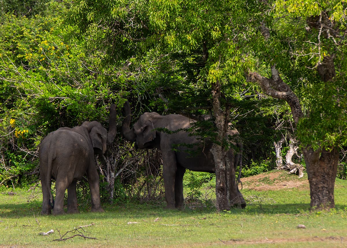 Three wild elephants graze and interact under the trees in Yala NP, Sri Lanka. The grassy area is dappled with shade, with dense forest in the background.