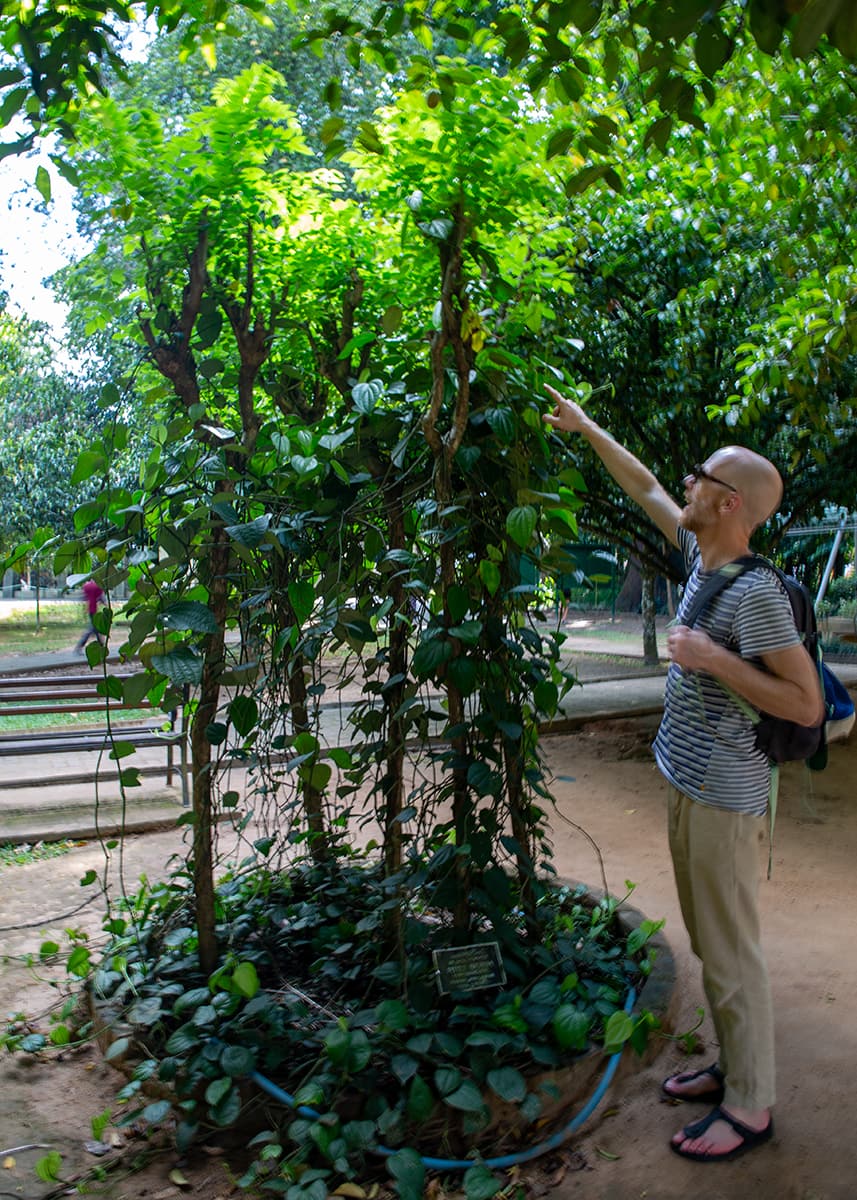 Man pointing at vines in the spice garden in the botanical gardens in Kandy.