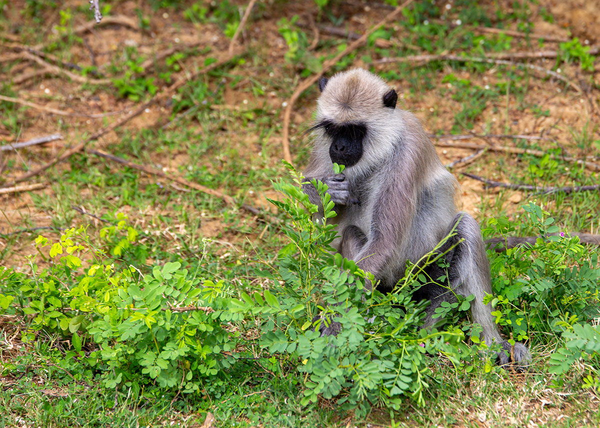 A gray langur sits in Yala National Park, Sri Lanka, nibbling on leaves in the middle of green undergrowth.