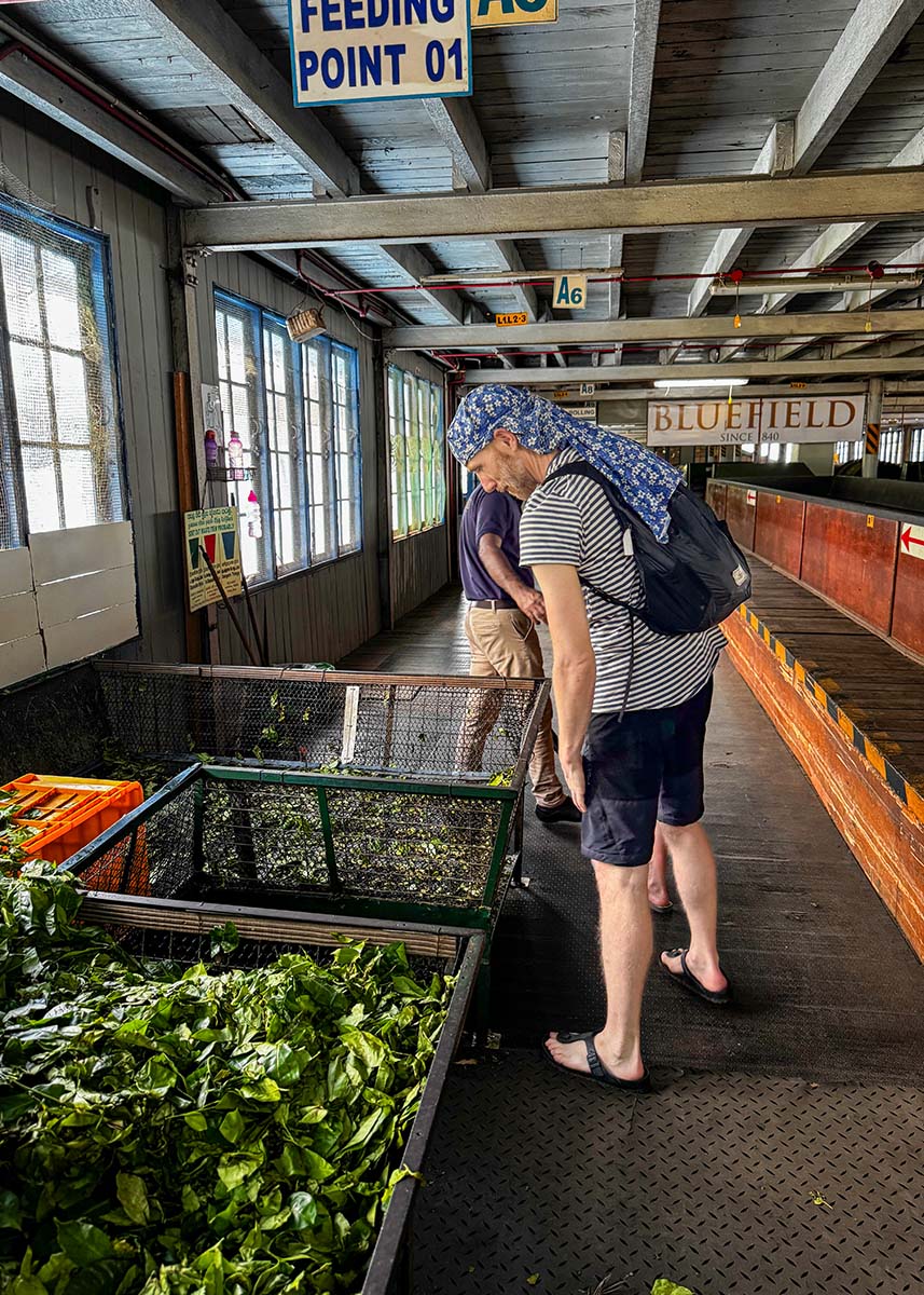 People observing tea processing area at Bluefield tea factory