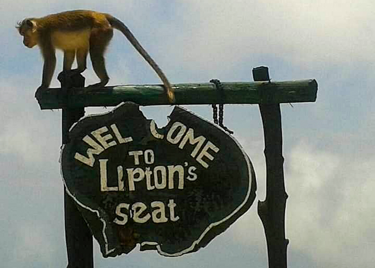 A monkey walks on top of the Lipton Seat sign