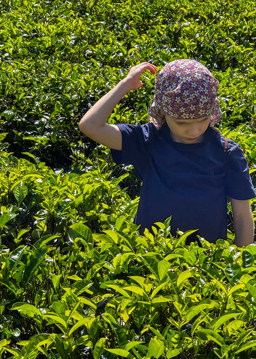 Child standing among bright green tea plants in Ella, Sri Lanka, adjusting a hat under strong sunlight. The tea bushes stretch across rolling hills. The weather is sunny and clear.
