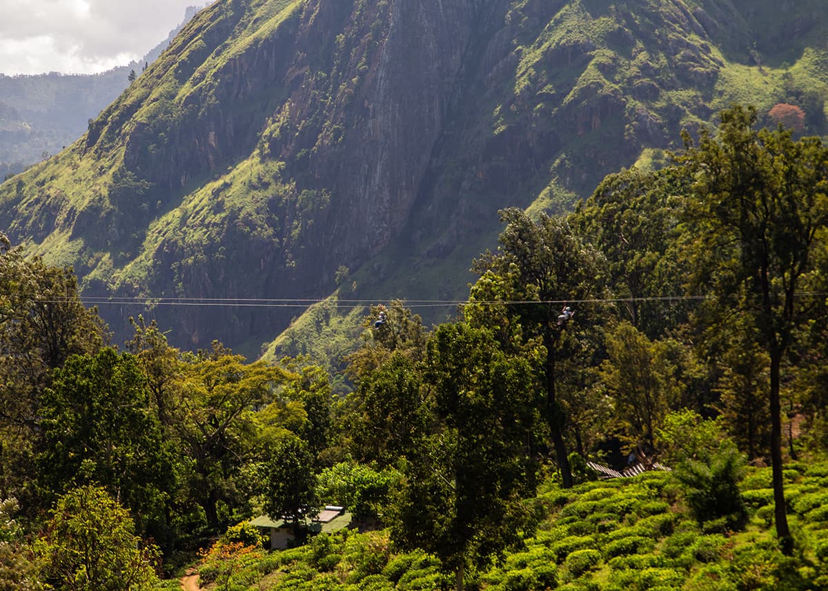 People ziplining across lush tea plantations in Ella, Sri Lanka, with mountains in the background. The scene is sunny with clear visibility. Green hills and scattered trees fill the landscape.