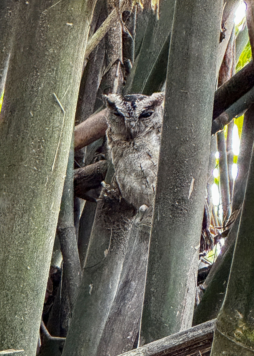 Indian Scops owl camouflaged among tree branches and leaves in a quiet Negombo lagoon setting.