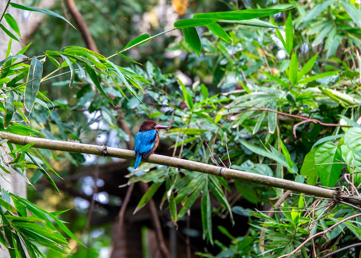Bright blue kingfisher perched on a branch among dense green mangroves along Negombo lagoon.