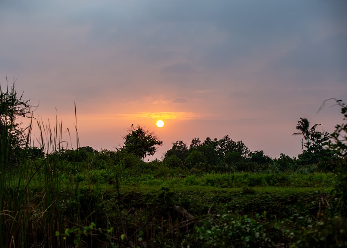 Orange sun setting over green wetlands and palm trees near Negombo lagoon.