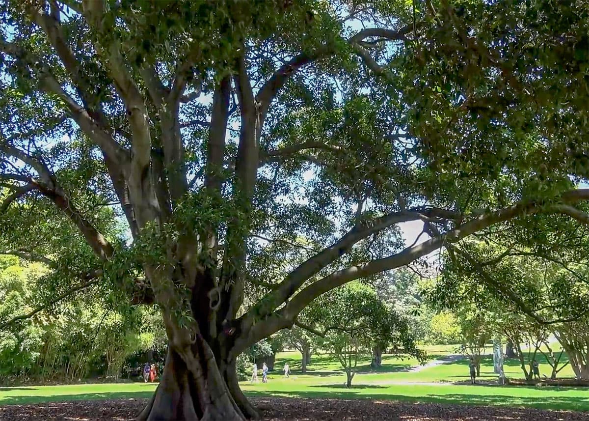 Large spreading fig tree in the Royal Botanic Garden Sydney on a sunny day. Thick twisting branches stretch across a grassy park while visitors walk beneath the shade in the background.
