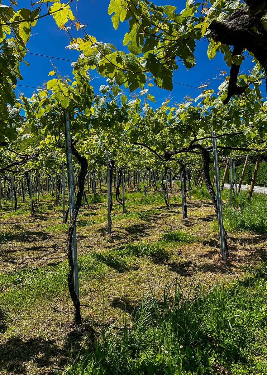 Rows of grapevines growing in a sunny vineyard near Sydney under a bright blue sky. Green leaves cast shadows across the grassy vineyard floor between the vine rows.