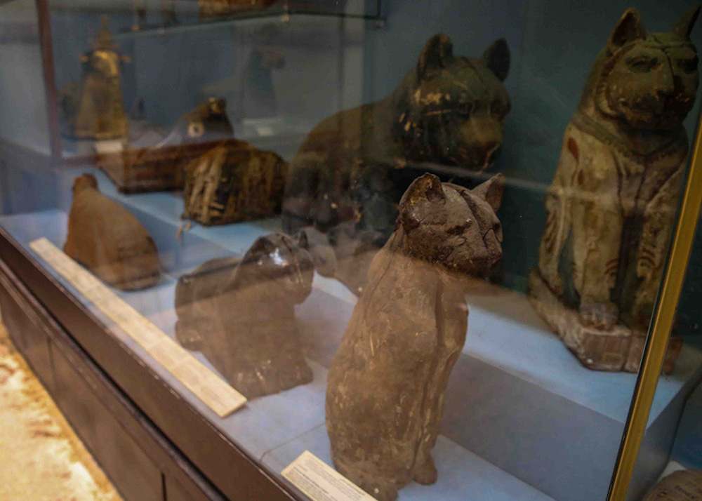 A glass cabinet in the Egyptian Museum in Cairo is filled with mummified cats and dogs